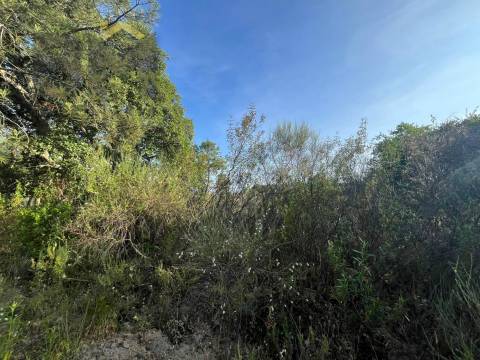 Terreno Rústico  Venda em Salgueiro do Campo,Castelo Branco