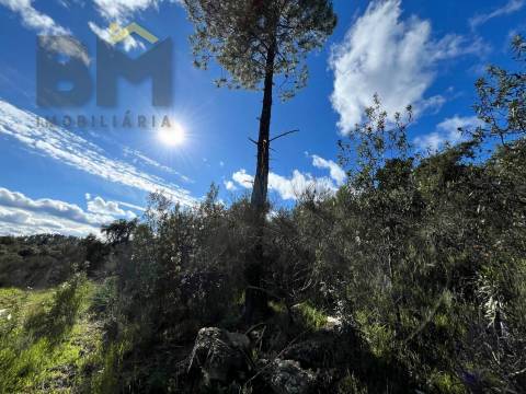 Terreno Rústico  Venda em Salgueiro do Campo,Castelo Branco