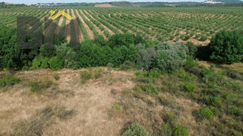 Terreno Rústico  Venda em Freixial e Juncal do Campo,Castelo Branco