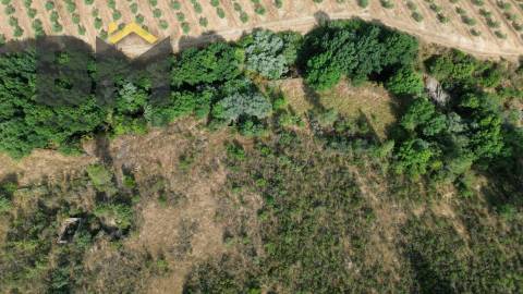 Terreno Rústico  Venda em Freixial e Juncal do Campo,Castelo Branco