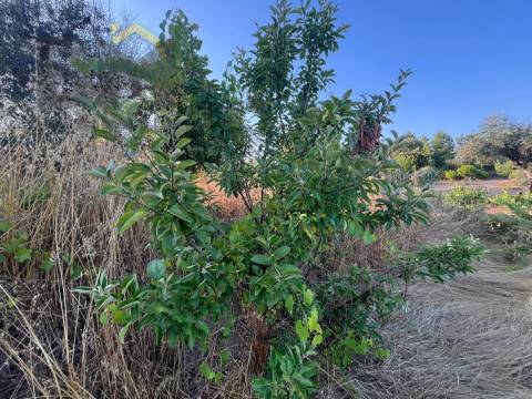 Terreno Rústico  Venda em Freixial e Juncal do Campo,Castelo Branco