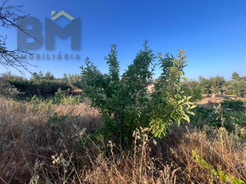 Terreno Rústico  Venda em Freixial e Juncal do Campo,Castelo Branco