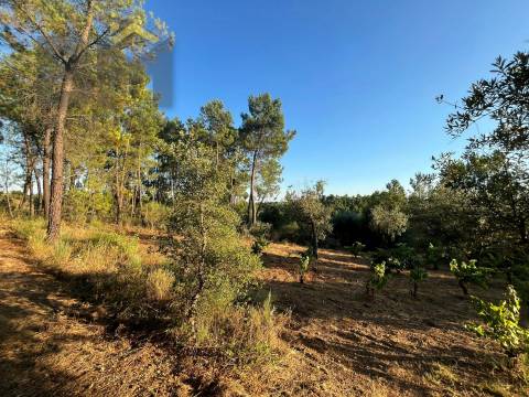 Terreno Rústico  Venda em Freixial e Juncal do Campo,Castelo Branco