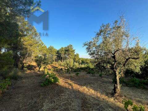 Terreno Rústico  Venda em Freixial e Juncal do Campo,Castelo Branco