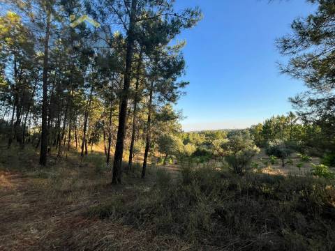 Terreno Rústico  Venda em Freixial e Juncal do Campo,Castelo Branco