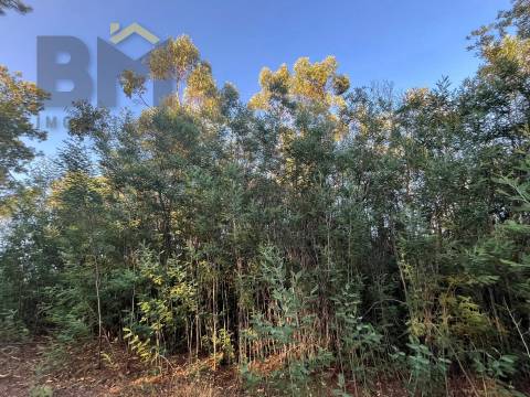 Terreno Rústico  Venda em Freixial e Juncal do Campo,Castelo Branco