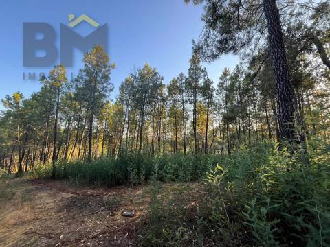 Terreno Rústico  Venda em Freixial e Juncal do Campo,Castelo Branco