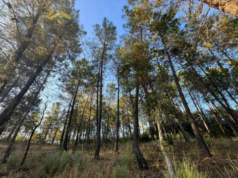 Terreno Rústico  Venda em Freixial e Juncal do Campo,Castelo Branco