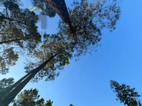 Terreno Rústico  Venda em Freixial e Juncal do Campo,Castelo Branco