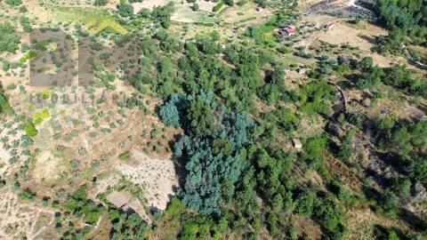Terreno Rústico  Venda em Salgueiro do Campo,Castelo Branco