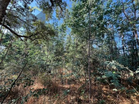 Terreno Rústico  Venda em Salgueiro do Campo,Castelo Branco