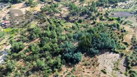 Terreno Rústico  Venda em Salgueiro do Campo,Castelo Branco