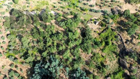 Terreno Rústico  Venda em Salgueiro do Campo,Castelo Branco