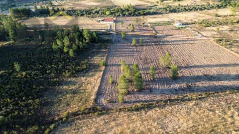 Terreno Rústico  Venda em Freixial e Juncal do Campo,Castelo Branco