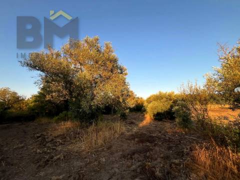 Terreno Rústico  Venda em Freixial e Juncal do Campo,Castelo Branco