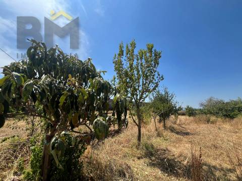 Terreno Rústico  Venda em Salgueiro do Campo,Castelo Branco