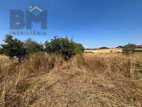Terreno Rústico  Venda em Salgueiro do Campo,Castelo Branco