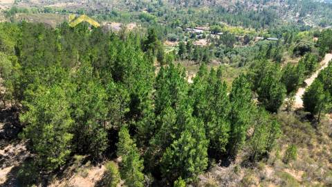 Terreno Rústico  Venda em Póvoa de Rio de Moinhos e Cafede,Castelo Branco