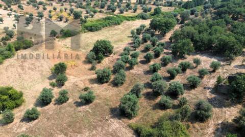 Terreno Rústico  Venda em Salgueiro do Campo,Castelo Branco