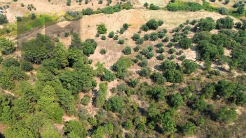 Terreno Rústico  Venda em Salgueiro do Campo,Castelo Branco