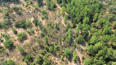 Terreno Rústico  Venda em Salgueiro do Campo,Castelo Branco