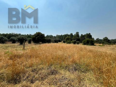 Terreno Rústico  Venda em Salgueiro do Campo,Castelo Branco