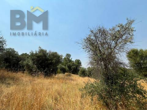 Terreno Rústico  Venda em Salgueiro do Campo,Castelo Branco