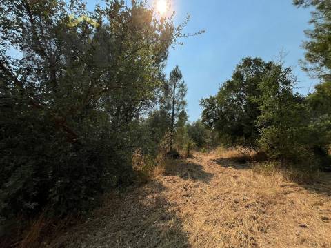 Terreno Rústico  Venda em Salgueiro do Campo,Castelo Branco