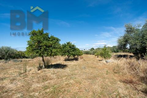 Terreno Rústico  Venda em Escalos de Baixo e Mata,Castelo Branco