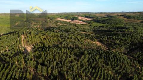 Herdade  Venda em Ninho do Açor e Sobral do Campo,Castelo Branco