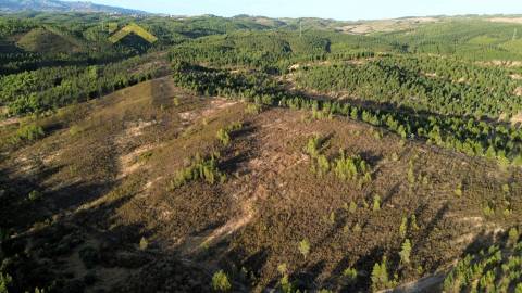 Herdade  Venda em Ninho do Açor e Sobral do Campo,Castelo Branco