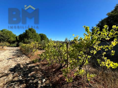 Quinta  Venda em Alcains,Castelo Branco