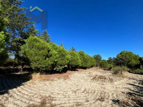 Quinta  Venda em Alcains,Castelo Branco