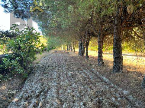 Quinta  Venda em Alcains,Castelo Branco