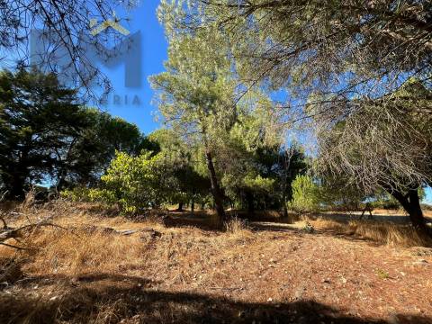 Quinta  Venda em Alcains,Castelo Branco