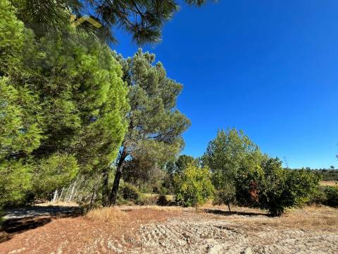 Quinta  Venda em Alcains,Castelo Branco