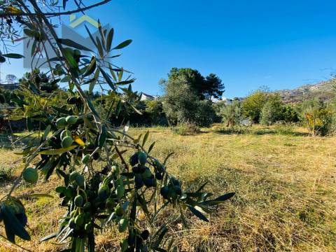 Terreno Rústico  Venda em São Vicente da Beira,Castelo Branco