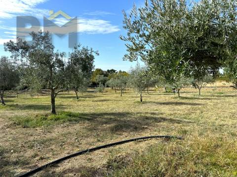 Quintinha  Venda em Cebolais de Cima e Retaxo,Castelo Branco
