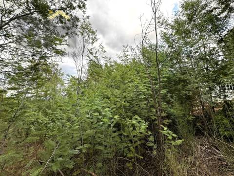 Quinta  Venda em Póvoa de Rio de Moinhos e Cafede,Castelo Branco