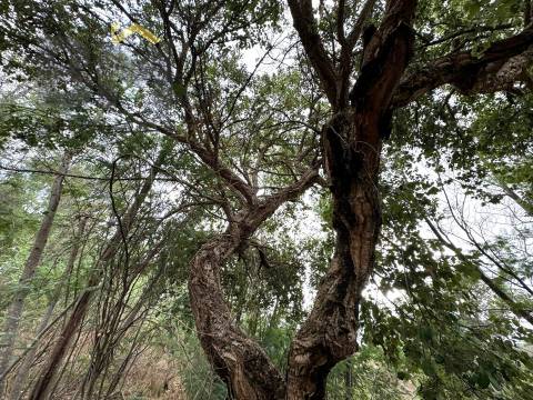 Quinta  Venda em Póvoa de Rio de Moinhos e Cafede,Castelo Branco