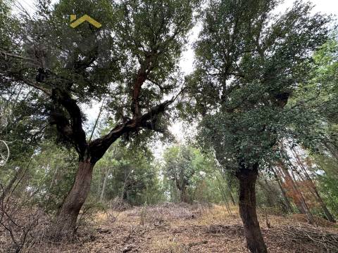 Quinta  Venda em Póvoa de Rio de Moinhos e Cafede,Castelo Branco