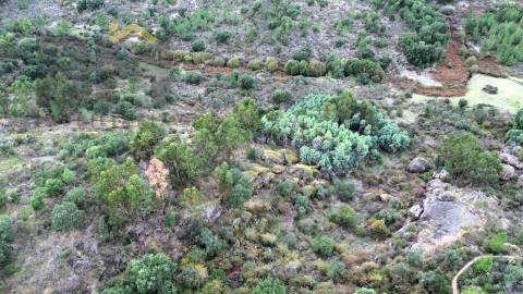 Terreno Rústico  Venda em Póvoa de Rio de Moinhos e Cafede,Castelo Branco