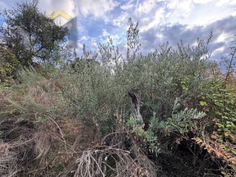 Terreno Rústico  Venda em Póvoa de Rio de Moinhos e Cafede,Castelo Branco