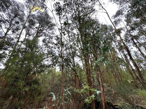 Quinta  Venda em Freixial e Juncal do Campo,Castelo Branco