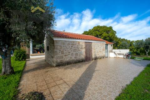 Quinta  Venda em Lardosa,Castelo Branco