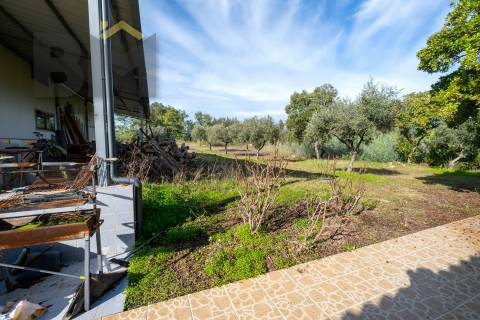 Quinta  Venda em Lardosa,Castelo Branco