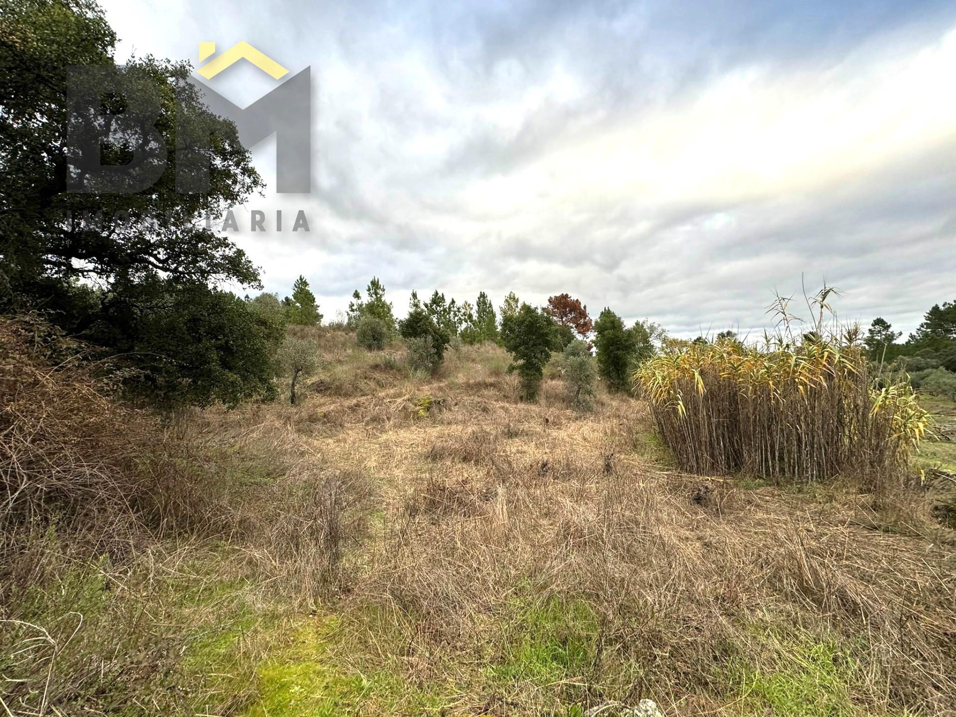 Terreno Rústico  Venda em Salgueiro do Campo,Castelo Branco