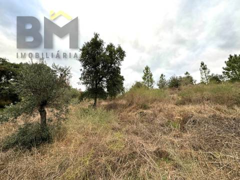Terreno Rústico  Venda em Salgueiro do Campo,Castelo Branco