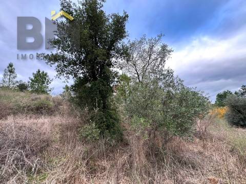 Terreno Rústico  Venda em Salgueiro do Campo,Castelo Branco