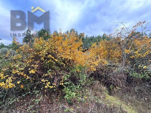 Terreno Rústico  Venda em Salgueiro do Campo,Castelo Branco